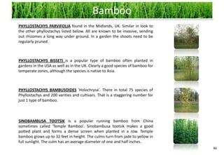 Bamboo
PHYLLOSTACHYS PARVIFOLIA found in the Midlands, UK. Similar in look to
the other phyllostachys listed below. All are known to be invasive, sending
out rhizomes a long way under ground. In a garden the shoots need to be
regularly pruned.



PHYLLOSTACHYS BISSETI is a popular type of bamboo often planted in
gardens in the USA as well as in the UK. Clearly a good species of bamboo for
temperate zones, although the species is native to Asia.



PHYLLOSTACHYS BAMBUSOIDES 'Holochrysa'. There in total 75 species of
Phyllostachys and 200 varities and cultivars. That is a staggering number for
just 1 type of bamboo.



SINOBAMBUSA TOOTSIK is a popular running bamboo from China
sometimes called 'Temple Bamboo'. Sinobambusa tootsik makes a good
potted plant and forms a dense screen when planted in a row. Temple
bamboo grows up to 32 feet in height. The culms turn from jade to yellow in
full sunlight. The culm has an average diameter of one and half inches.
                                                                                46
 
