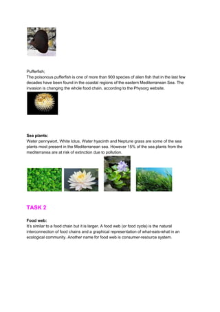 Pufferfish;
The poisonous pufferfish is one of more than 900 species of alien fish that in the last few
decades have been found in the coastal regions of the eastern Mediterranean Sea. The
invasion is changing the whole food chain, according to the Physorg website.
Sea plants:
Water pennywort, White lotus, Water hyacinth and Neptune grass are some of the sea
plants most present in the Mediterranean sea. However 15% of the sea plants from the
mediterranea are at risk of extinction due to pollution.
TASK 2
Food web:
It’s similar to a food chain but it is larger. A food web (or food cycle) is the natural
interconnection of food chains and a graphical representation of what-eats-what in an
ecological community. Another name for food web is consumer-resource system.
 