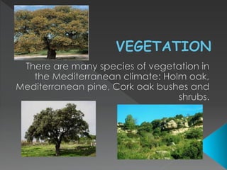 MEDITERRANEAN CLIMATE | PPTX