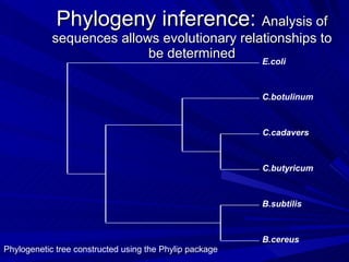 Phylogeny inference:  Analysis of sequences allows evolutionary relationships to be determined E.coli C.botulinum C.cadavers C.butyricum B.subtilis B.cereus Phylogenetic tree constructed using the Phylip package 