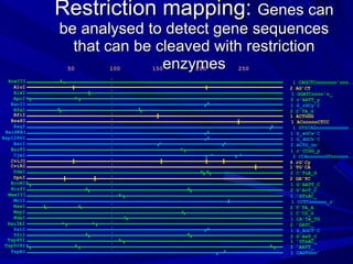 Restriction mapping:  Genes can be analysed to detect gene sequences that can be cleaved with restriction enzymes AceIII  1 CAGCTCnnnnnnn’nnn... AluI  2 AG’CT AlwI  1 GGATCnnnn’n_ ApoI  2 r’AATT_y BanII  1 G_rGCy’C BfaI  2 C’TA_G BfiI  1 ACTGGG BsaXI  1 ACnnnnnCTCC BsgI  1 GTGCAGnnnnnnnnnnn... BsiHKAI  1 G_wGCw’C Bsp1286I  1 G_dGCh’C BsrI  2 ACTG_Gn’ BsrFI  1 r’CCGG_y CjeI  2 CCAnnnnnnGTnnnnnn... CviJI  4 rG’Cy CviRI  1 TG’CA DdeI  2 C’TnA_G DpnI  2 GA’TC EcoRI  1 G’AATT_C HinfI  2 G’AnT_C MaeIII  1 ’GTnAC_ MnlI  1 CCTCnnnnnn_n’ MseI  2 T’TA_A MspI  1 C’CG_G NdeI  1 CA’TA_TG Sau3AI  2 ’GATC_ SstI  1 G_AGCT’C TfiI  2 G’AwT_C Tsp45I  1 ’GTsAC_ Tsp509I  3 ’AATT_ TspRI  1 CAGTGnn’ 50 100 150 200 250 