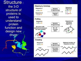 Protein Structure  : the 3-D structure of proteins is used to understand protein function and design new drugs 