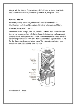 Where, a is the degree of polymerization (DP). The DP of cotton polymer is
about 5000. Onecellulose polymer may contain 10,000 glucoseunits.
Fiber Morphology
Fiber Morphology is the study of the internal structureof fibers i.e.
identification, analysis and description of the internal structureof fibers.
The macro-structure of Cotton:
The cotton fiber is a single plant cell. Its cross-section is oval, compared with
the normalhexagonal plant cell. Cotton has a distinct cuticle, well developed
primary and secondary walls and a lumen. The fibre length to breadth ratio of
cotton range fromabout 6000:1 for thelongest and best types to about 350:1
for the shortestand coarsestcotton types. The greater this ratio the more
readily can the cotton fibre be spun into yarn.
Composition of Cotton:
 