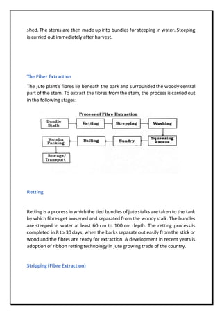 shed. The stems are then made up into bundles for steeping in water. Steeping
is carried out immediately after harvest.
The Fiber Extraction
The jute plant's fibres lie beneath the bark and surrounded the woody central
part of the stem. To extract the fibres from the stem, the process is carried out
in the following stages:
Retting
Retting is a process in which the tied bundles of jute stalks aretaken to the tank
by which fibres get loosened and separated from the woody stalk. The bundles
are steeped in water at least 60 cm to 100 cm depth. The retting process is
completed in 8 to 30 days, when the barks separateout easily from the stick or
wood and the fibres are ready for extraction. A development in recent years is
adoption of ribbon retting technology in jute growing trade of the country.
Stripping (Fibre Extraction)
 