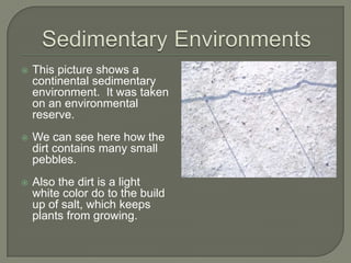 Sedimentary EnvironmentsThis picture shows a continental sedimentary environment.  It was taken on an environmental reserve.We can see here how the dirt contains many small pebbles.Also the dirt is a light white color do to the build up of salt, which keeps plants from growing.