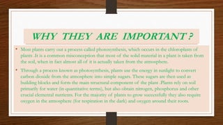WHY THEY ARE IMPORTANT ?
• Most plants carry out a process called photosynthesis, which occurs in the chloroplasts of
plants .It is a common misconception that most of the solid material in a plant is taken from
the soil, when in fact almost all of it is actually taken from the atmosphere.
• Through a process known as photosynthesis, plants use the energy in sunlight to convert
carbon dioxide from the atmosphere into simple sugars. These sugars are then used as
building blocks and form the main structural component of the plant .Plants rely on soil
primarily for water (in quantitative terms), but also obtain nitrogen, phosphorus and other
crucial elemental nutrients. For the majority of plants to grow successfully they also require
oxygen in the atmosphere (for respiration in the dark) and oxygen around their roots.
 
