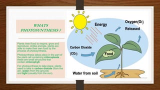 WHATS
PHOTOSYNTHESIS ?
Plants need food to respire, grow and
reproduce. Unlike animals, plants are
able to make their own food by the
process of photosynthesis.
Photosynthesis takes place in the part of
the plant cell containing chloroplasts ,
these are small structures that
contain chlorophyll.
For photosynthesis to take place, plants
need to take in carbon dioxide (from the
air), water (from the ground)
and light (usually from the sun).
 