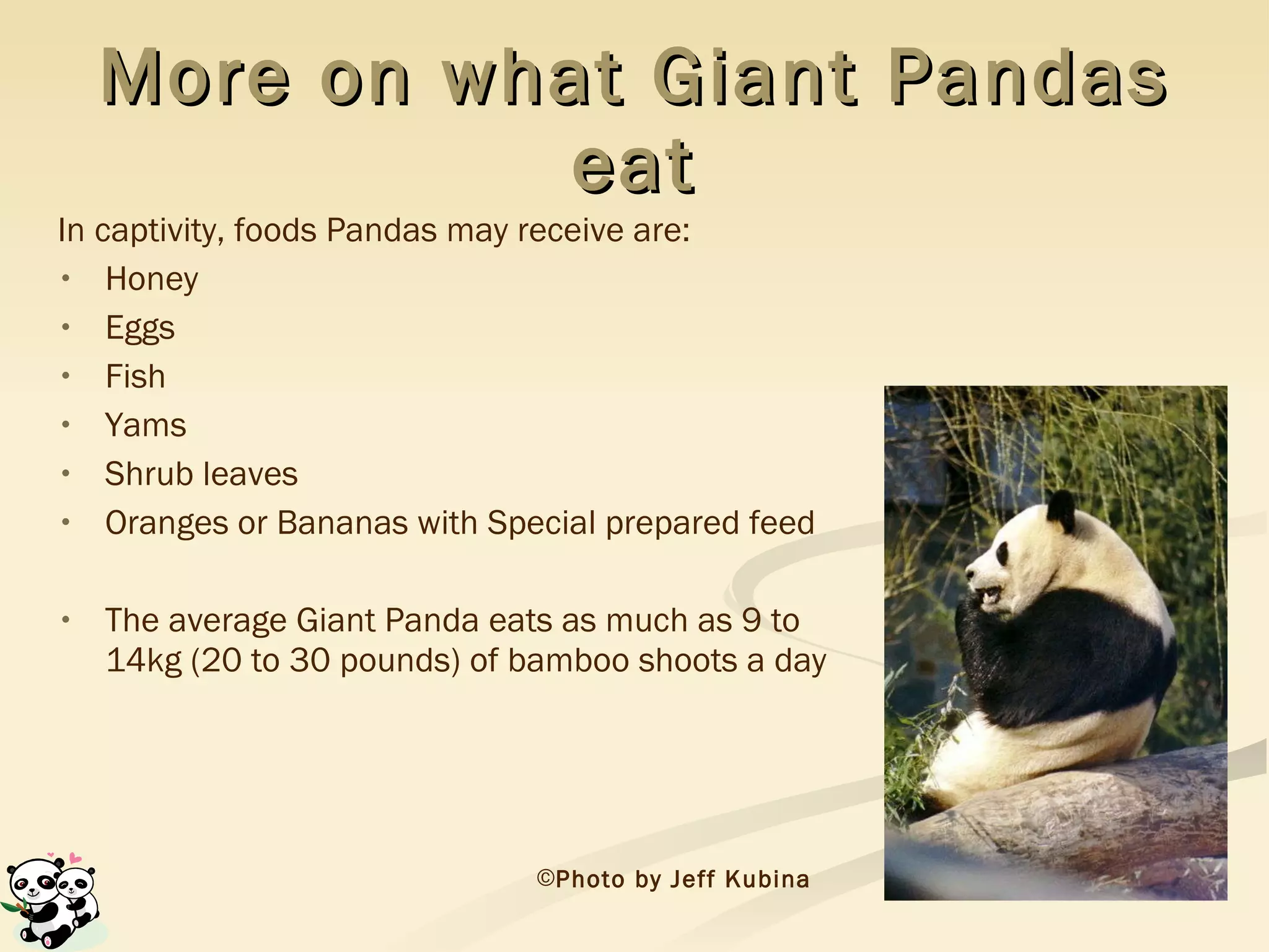 In captivity, foods Pandas may receive are: Honey Eggs Fish Yams Shrub leaves Oranges or Bananas with Special prepared feed The average Giant Panda eats as much as 9 to 14kg (20 to 30 pounds) of bamboo shoots a day More on what Giant Pandas eat Photo by Jeff Kubina 