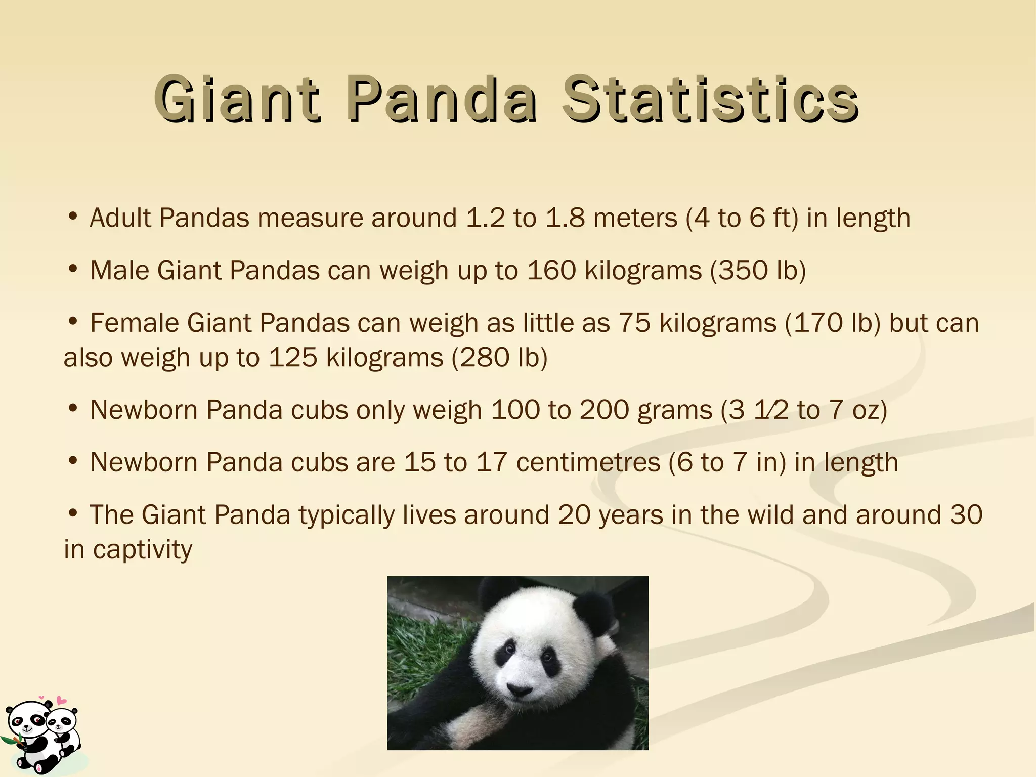 Giant Panda Statistics  Adult Pandas measure around 1.2 to 1.8 meters (4 to 6 ft) in length Male Giant Pandas can weigh up to 160 kilograms (350 lb) Female Giant Pandas can weigh as little as 75 kilograms (170 lb) but can also weigh up to 125 kilograms (280 lb)  Newborn Panda cubs only weigh  100 to 200 grams (3 1⁄2 to 7 oz)  Newborn Panda cubs are  15 to 17 centimetres (6 to 7 in) in length  The Giant Panda typically lives around 20 years in the wild and around 30 in captivity 