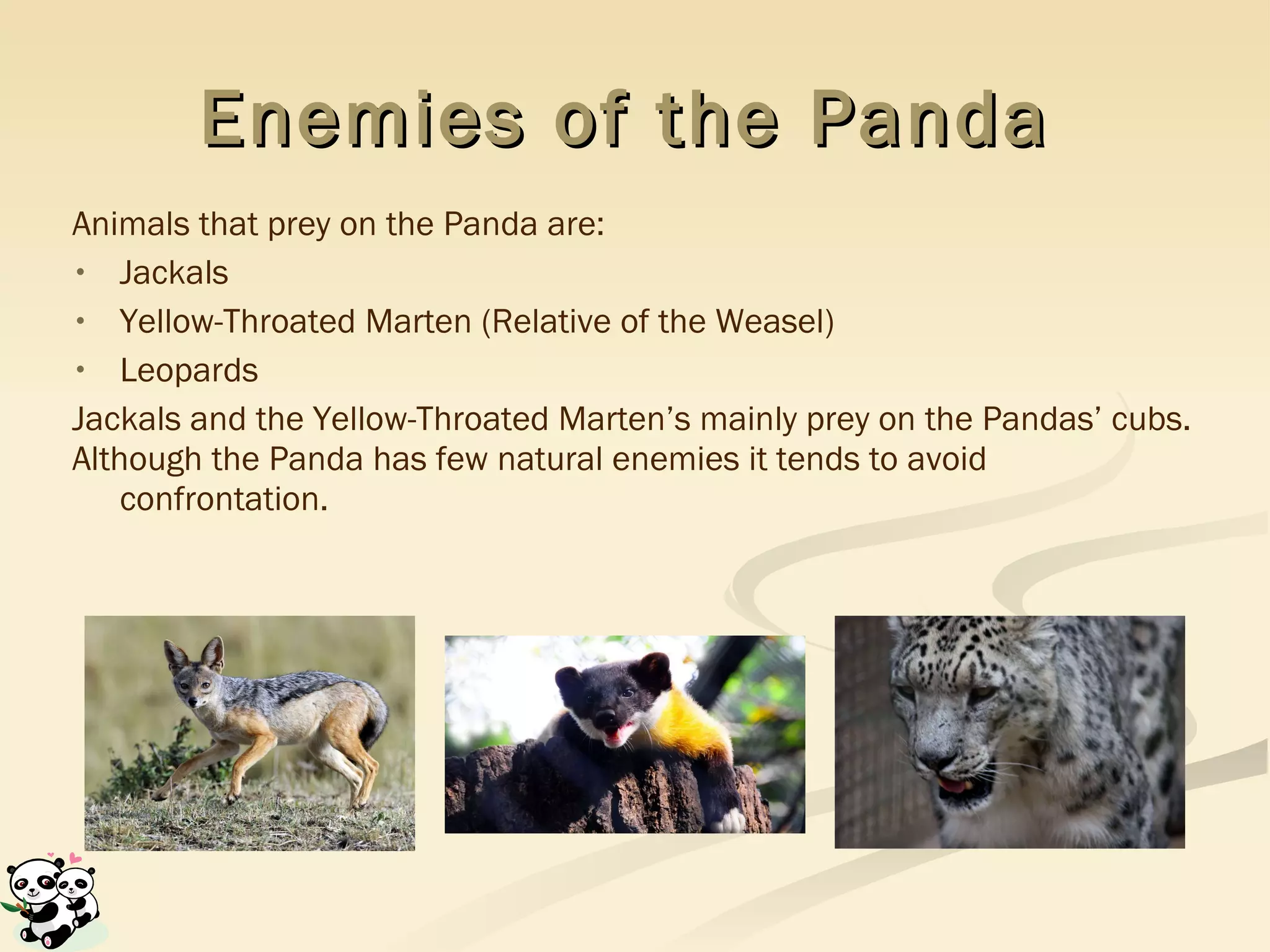 Enemies of the Panda   Animals that prey on the Panda are: Jackals Yellow-Throated Marten (Relative of the Weasel)  Leopards Jackals and the Yellow-Throated Marten’s mainly prey on the Pandas’ cubs. Although the Panda has few natural enemies it tends to avoid confrontation.  