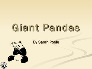 Giant Pandas By Sarah Poole 