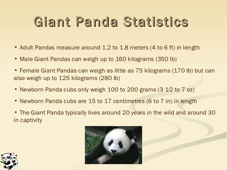 Giant Pandas