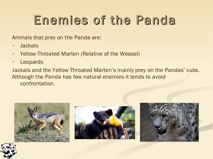 Giant Pandas