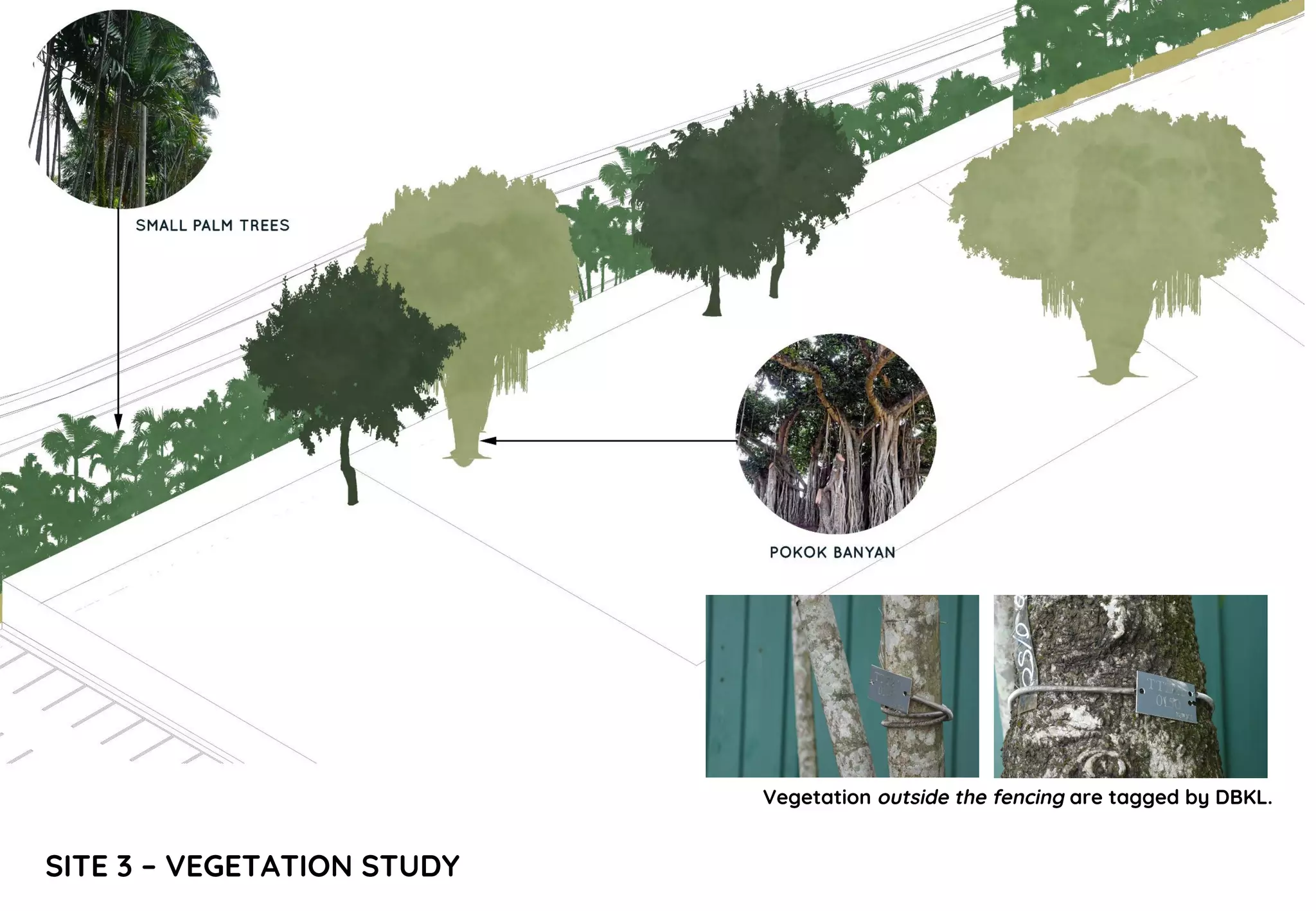 SITE 3 – VEGETATION STUDY
Vegetation outside the fencing are tagged by DBKL.
 