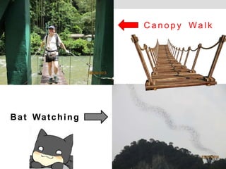 C a n o p y Wa l k
Bat Watching
 