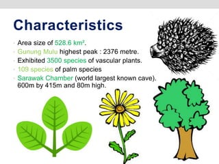 Characteristics
• Area size of 528.6 km².
• Gunung Mulu highest peak : 2376 metre.
• Exhibited 3500 species of vascular plants.
• 109 species of palm species
• Sarawak Chamber (world largest known cave).
600m by 415m and 80m high.
 