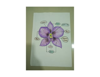 Project 1 (individual)