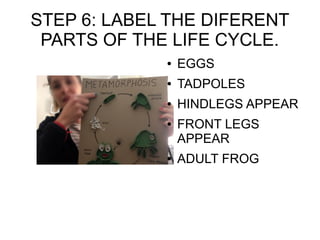 STEP 6: LABEL THE DIFERENT
PARTS OF THE LIFE CYCLE.
● EGGS
● TADPOLES
● HINDLEGS APPEAR
● FRONT LEGS
APPEAR
● ADULT FROG
 