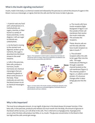 What is the insulin signaling mechanism?
Insulin, made in the body, is a chemical created and released by the pancreas to control the amount of sugars in the
blood. It acts as a messenger, or signal, that lets the cells and the liver know to take in glucose.
1. A person eats any food
with carbohydrates in it.
Carbohydrates are
sugars, starches, or fiber
found in a variety of
foods and drinks. In this
diagram, I will use sugar
to indicate any
carbohydrate.
2. As the food is moving
to the stomach and
digested, broken up for
nutrients, the sugar is
absorbed into the blood
stream in the small
intestine.
3. Cells in the pancreas,
beta cells, produce a
hormone, insulin.
Hormones are chemical
messengers that are
released by glands to
direct some process in
the body. These
molecules are sent into
the blood stream to act
as chemical messengers
to cells.
5
4. The muscle cells have
insulin receptors (light
blue/green in figure 1) on
the outside of their cell
membrane that receive
the insulin molecules.
This activates the
receptors.
*Note: Muscle cells are
not the only cells that
have insulin receptors to
take in insulin. *
5. The activated
receptors allow the cells
to let sugar filter into the
cells. The sugar
molecules are filtering in
through a separate
channel located on the
cell membrane (Figure 2).
This channel, purple in
Figure 2, is called a carrier
protein. It’s structure
changes after it takes
brings glucose into the
cell.
Figure 1: The mechanism in which insulin is released into the body and
moved into cells for energy. https://www.haikudeck.com/diabetes-and-
insulin-education-presentation-pCcCEMYZGm
Figure 2: A closer look to the insulin receptors and glucose channels on the
cell membrane. http://www.scottsdaleweightloss.com/health-effects-of-
obesity/obesity-and-type-2-diabetes
Why is this important?
The must be an adequate amount, 70-140 mg/dl, of glucose in the blood always for proper function. If the
beta cells, in the pancreas, produces and releases too much insulin into the body, the amount of glucose in
the blood will be too low, as it will all be in the cells. This is referred to as hypoglycemia. Hyperglycemia
occurs when the beta cells produce too little, or no, insulin. The glucose concentration in the blood is then
too high and the cells cannot get energy.
 