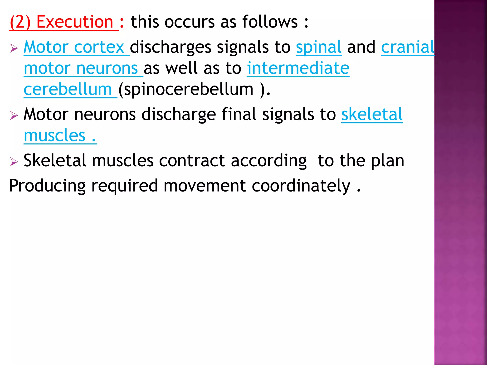 (2) Execution : this occurs as follows :
 Motor cortex discharges signals to spinal and cranial
motor neurons as well as to intermediate
cerebellum (spinocerebellum ).
 Motor neurons discharge final signals to skeletal
muscles .
 Skeletal muscles contract according to the plan
Producing required movement coordinately .
 