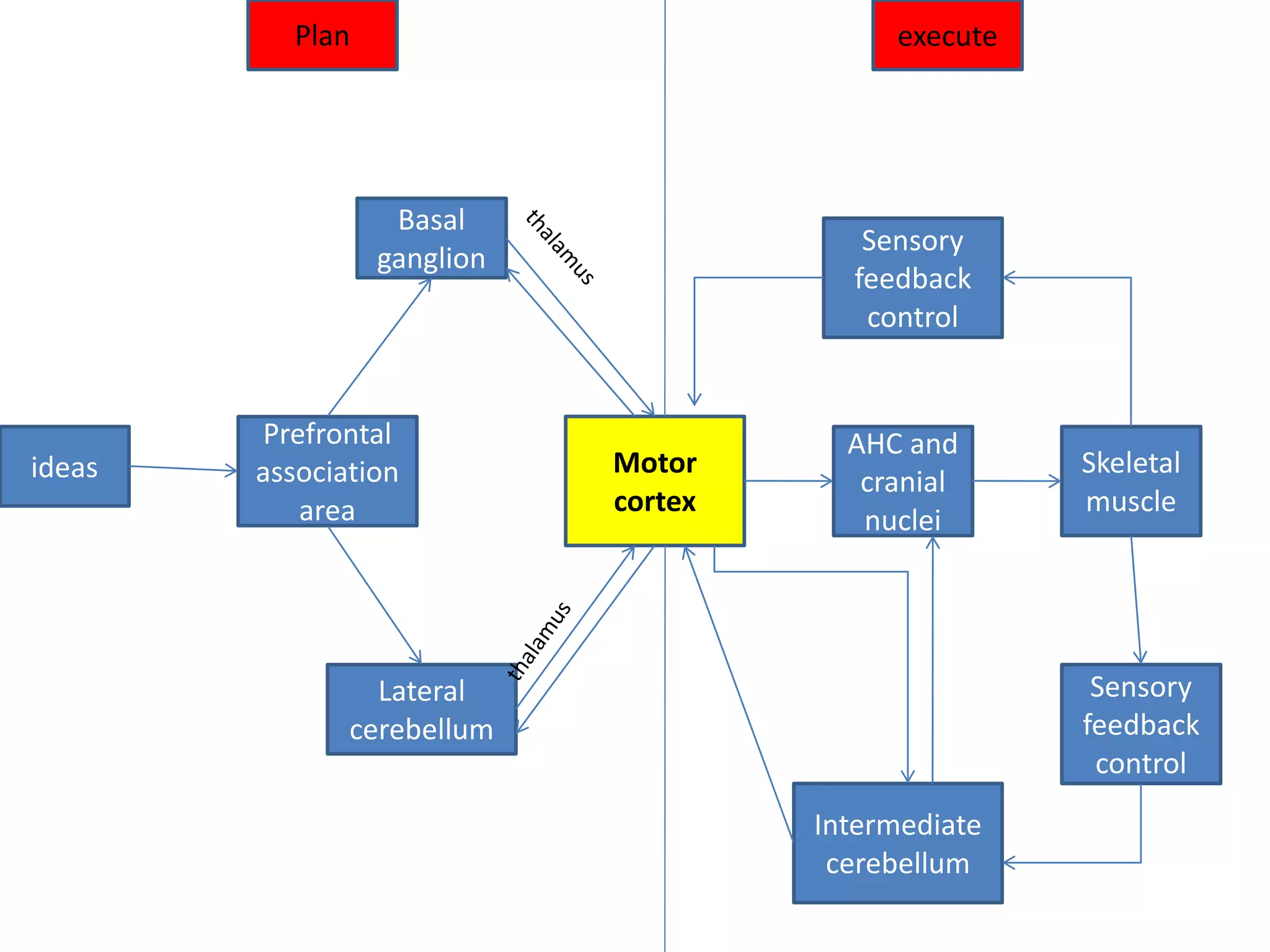 ideas
Prefrontal
association
area
Basal
ganglion
Lateral
cerebellum
Motor
cortex
AHC and
cranial
nuclei
Skeletal
muscle
Sensory
feedback
control
Sensory
feedback
control
Intermediate
cerebellum
executePlan
 