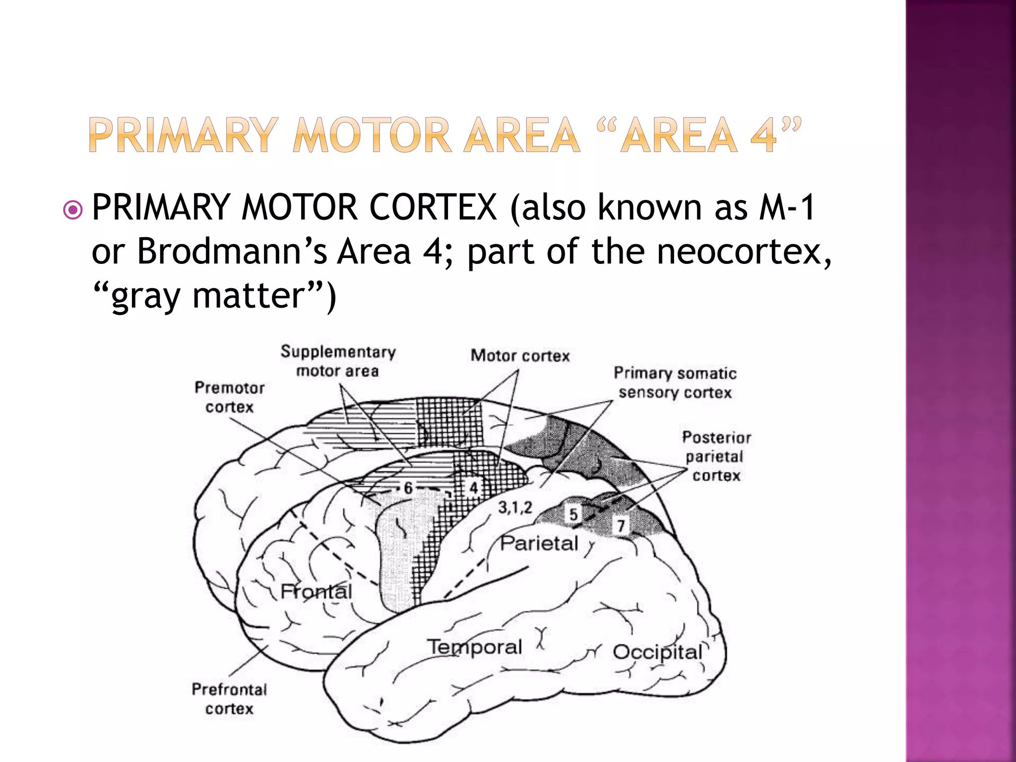  PRIMARY MOTOR CORTEX (also known as M-1
or Brodmann’s Area 4; part of the neocortex,
“gray matter”)
 
