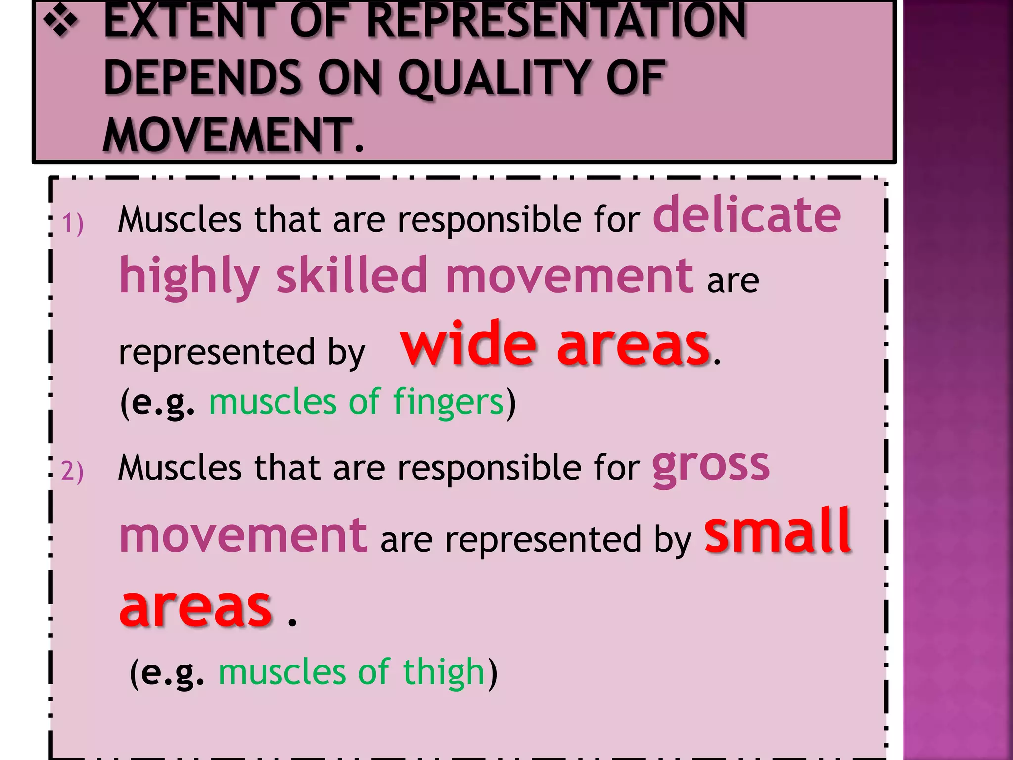 1) Muscles that are responsible for delicate
highly skilled movement are
represented by wide areas.
(e.g. muscles of fingers)
2) Muscles that are responsible for gross
movement are represented by small
areas .
(e.g. muscles of thigh)
 