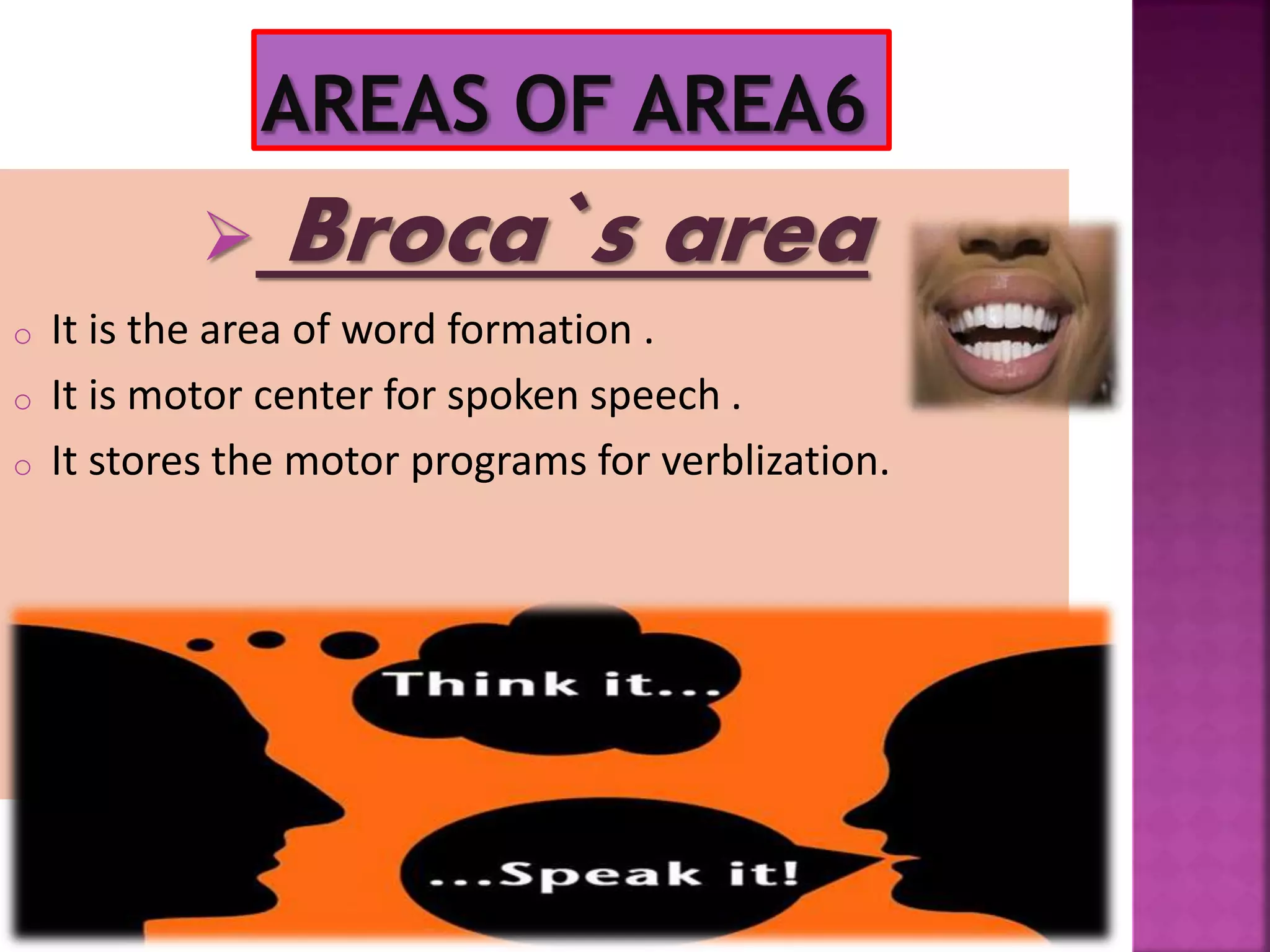  Broca`s area
o It is the area of word formation .
o It is motor center for spoken speech .
o It stores the motor programs for verblization.
 