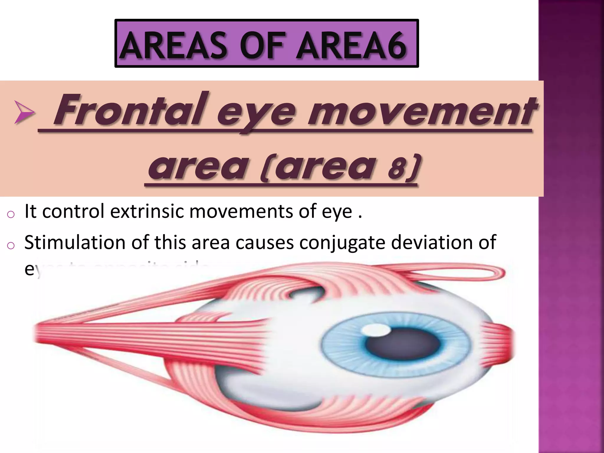  Frontal eye movement
area (area 8)
o It control extrinsic movements of eye .
o Stimulation of this area causes conjugate deviation of
eyes to opposite side.
 