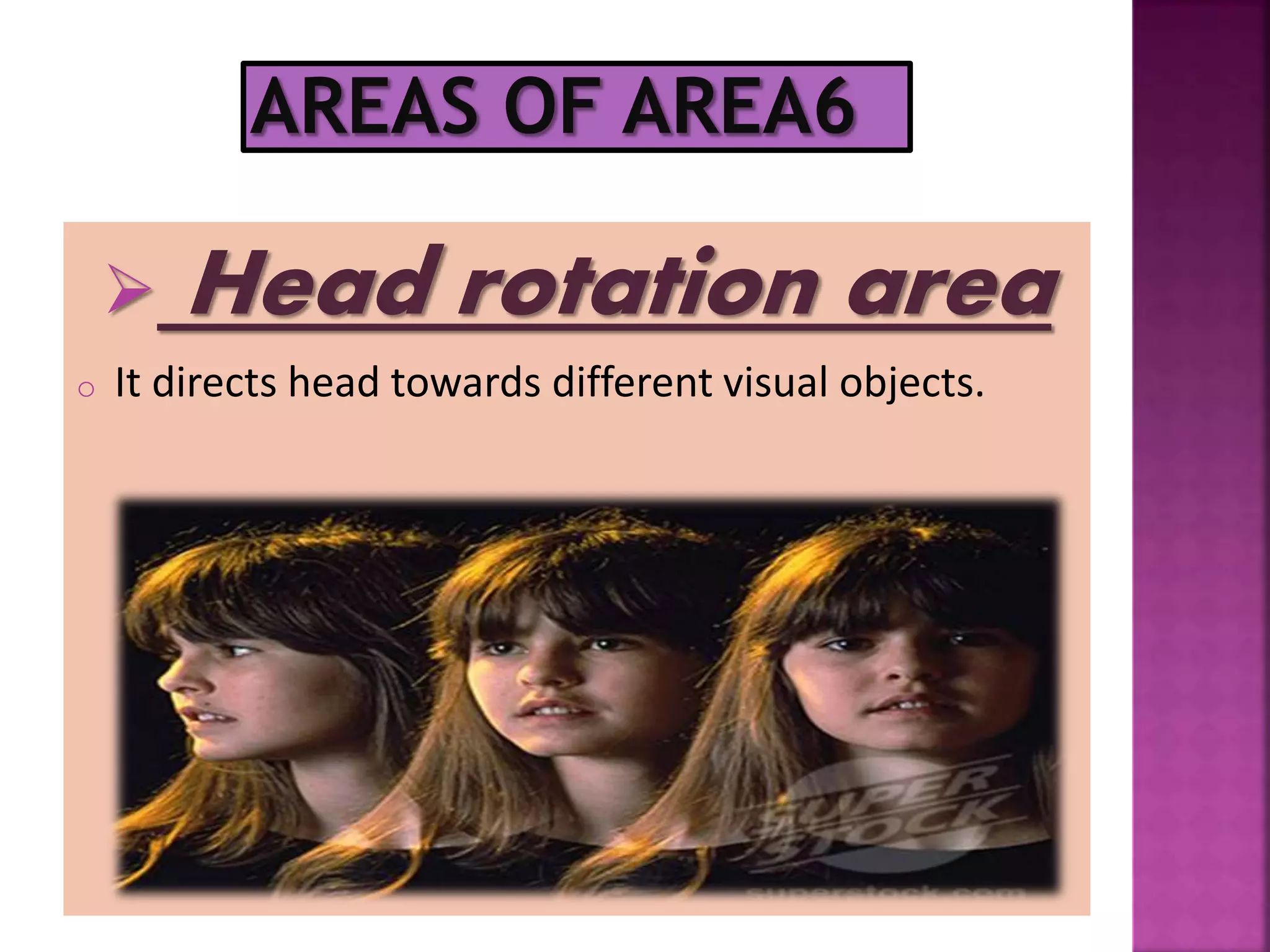  Head rotation area
o It directs head towards different visual objects.
 