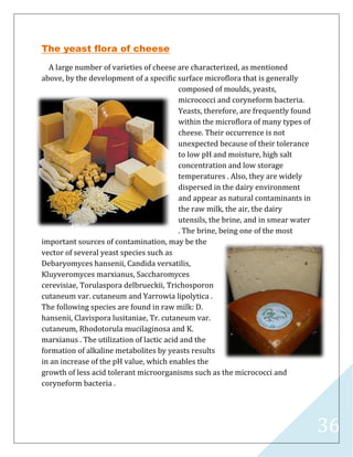 36
The yeast flora of cheese
A large number of varieties of cheese are characterized, as mentioned
above, by the development of a specific surface microflora that is generally
composed of moulds, yeasts,
micrococci and coryneform bacteria.
Yeasts, therefore, are frequently found
within the microflora of many types of
cheese. Their occurrence is not
unexpected because of their tolerance
to low pH and moisture, high salt
concentration and low storage
temperatures . Also, they are widely
dispersed in the dairy environment
and appear as natural contaminants in
the raw milk, the air, the dairy
utensils, the brine, and in smear water
. The brine, being one of the most
important sources of contamination, may be the
vector of several yeast species such as
Debaryomyces hansenii, Candida versatilis,
Kluyveromyces marxianus, Saccharomyces
cerevisiae, Torulaspora delbrueckii, Trichosporon
cutaneum var. cutaneum and Yarrowia lipolytica .
The following species are found in raw milk: D.
hansenii, Clavispora lusitaniae, Tr. cutaneum var.
cutaneum, Rhodotorula mucilaginosa and K.
marxianus . The utilization of lactic acid and the
formation of alkaline metabolites by yeasts results
in an increase of the pH value, which enables the
growth of less acid tolerant microorganisms such as the micrococci and
coryneform bacteria .
 