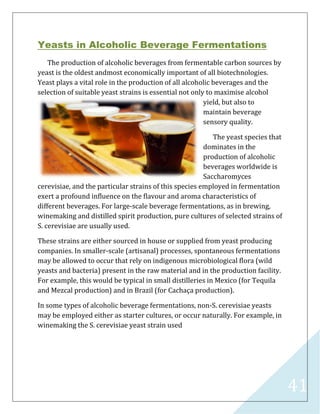 41
Yeasts in Alcoholic Beverage Fermentations
The production of alcoholic beverages from fermentable carbon sources by
yeast is the oldest andmost economically important of all biotechnologies.
Yeast plays a vital role in the production of all alcoholic beverages and the
selection of suitable yeast strains is essential not only to maximise alcohol
yield, but also to
maintain beverage
sensory quality.
The yeast species that
dominates in the
production of alcoholic
beverages worldwide is
Saccharomyces
cerevisiae, and the particular strains of this species employed in fermentation
exert a profound inﬂuence on the ﬂavour and aroma characteristics of
different beverages. For large-scale beverage fermentations, as in brewing,
winemaking and distilled spirit production, pure cultures of selected strains of
S. cerevisiae are usually used.
These strains are either sourced in house or supplied from yeast producing
companies. In smaller-scale (artisanal) processes, spontaneous fermentations
may be allowed to occur that rely on indigenous microbiological ﬂora (wild
yeasts and bacteria) present in the raw material and in the production facility.
For example, this would be typical in small distilleries in Mexico (for Tequila
and Mezcal production) and in Brazil (for Cachaça production).
In some types of alcoholic beverage fermentations, non-S. cerevisiae yeasts
may be employed either as starter cultures, or occur naturally. For example, in
winemaking the S. cerevisiae yeast strain used
 