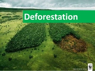 Deforestation
 