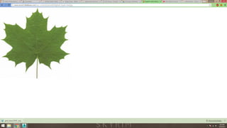 Project 3 (wip) animation