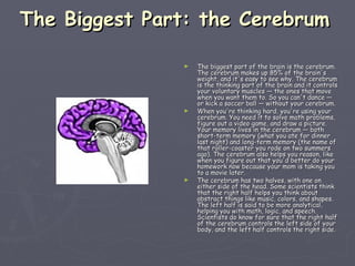 The Biggest Part: the Cerebrum The biggest part of the brain is the cerebrum. The cerebrum makes up 85% of the brain's weight, and it's easy to see why. The cerebrum is the thinking part of the brain and it controls your voluntary muscles — the ones that move when you want them to. So you can't dance — or kick a soccer ball — without your cerebrum. When you're thinking hard, you're using your cerebrum. You need it to solve math problems, figure out a video game, and draw a picture. Your memory lives in the cerebrum — both short-term memory (what you ate for dinner last night) and long-term memory (the name of that roller-coaster you rode on two summers ago). The cerebrum also helps you reason, like when you figure out that you'd better do your homework now because your mom is taking you to a movie later. The cerebrum has two halves, with one on either side of the head. Some scientists think that the right half helps you think about abstract things like music, colors, and shapes. The left half is said to be more analytical, helping you with math, logic, and speech. Scientists do know for sure that the right half of the cerebrum controls the left side of your body, and the left half controls the right side. 