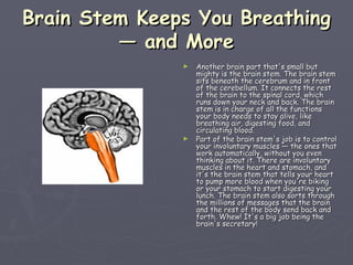 Brain Stem Keeps You Breathing — and More Another brain part that's small but mighty is the brain stem. The brain stem sits beneath the cerebrum and in front of the cerebellum. It connects the rest of the brain to the spinal cord, which runs down your neck and back. The brain stem is in charge of all the functions your body needs to stay alive, like breathing air, digesting food, and circulating blood. Part of the brain stem's job is to control your involuntary muscles — the ones that work automatically, without you even thinking about it. There are involuntary muscles in the heart and stomach, and it's the brain stem that tells your heart to pump more blood when you're biking or your stomach to start digesting your lunch. The brain stem also sorts through the millions of messages that the brain and the rest of the body send back and forth. Whew! It's a big job being the brain's secretary! 