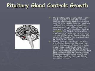 Pituitary Gland Controls Growth The pituitary gland is very small — only about the size of a pea! Its job is to produce and release hormones into your body. If your clothes from last year are too small, it's because your pituitary gland released special hormones that made you grow. This gland is a big player in  puberty  too. This is the time when boys' and girls' bodies go through major changes as they slowly become men and women, all thanks to hormones released by the pituitary gland. This little gland also plays a role with lots of other hormones, like ones that control the amount of sugars and water in your body. And it helps keep your metabolism (say: muh- ta -buh-lih-zum) going. Your metabolism is everything that goes on in your body to keep it alive and growing and supplied with energy, like breathing, digesting food, and moving your blood around. 