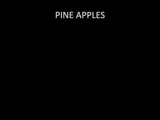 PINE APPLES