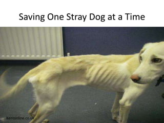 Saving One Stray Dog at a Time

Kentonline.co.uk

 