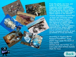 Back From the whale, sea lions, and birds  to the microscopic organisms called zooplankton, plastic has been, and is, greatly affecting marine life on shore and off shore. In a 2006 report,  Plastic Debris in the World’s  Oceans , Greenpeace stated that at least 267 different animal species are known to have suffered from entanglement and ingestion of plastic debris. According to the National Oceanographic and Atmospheric Administration, plastic debris kills an estimated 100,000  marine mammals annually, as well as millions of birds and fishes. According to Algalita Marine  Research Foundation, these plastic bags cause the death of many marine animals (fish, sea turtles, etc.), every year when animals mistake them for food.  