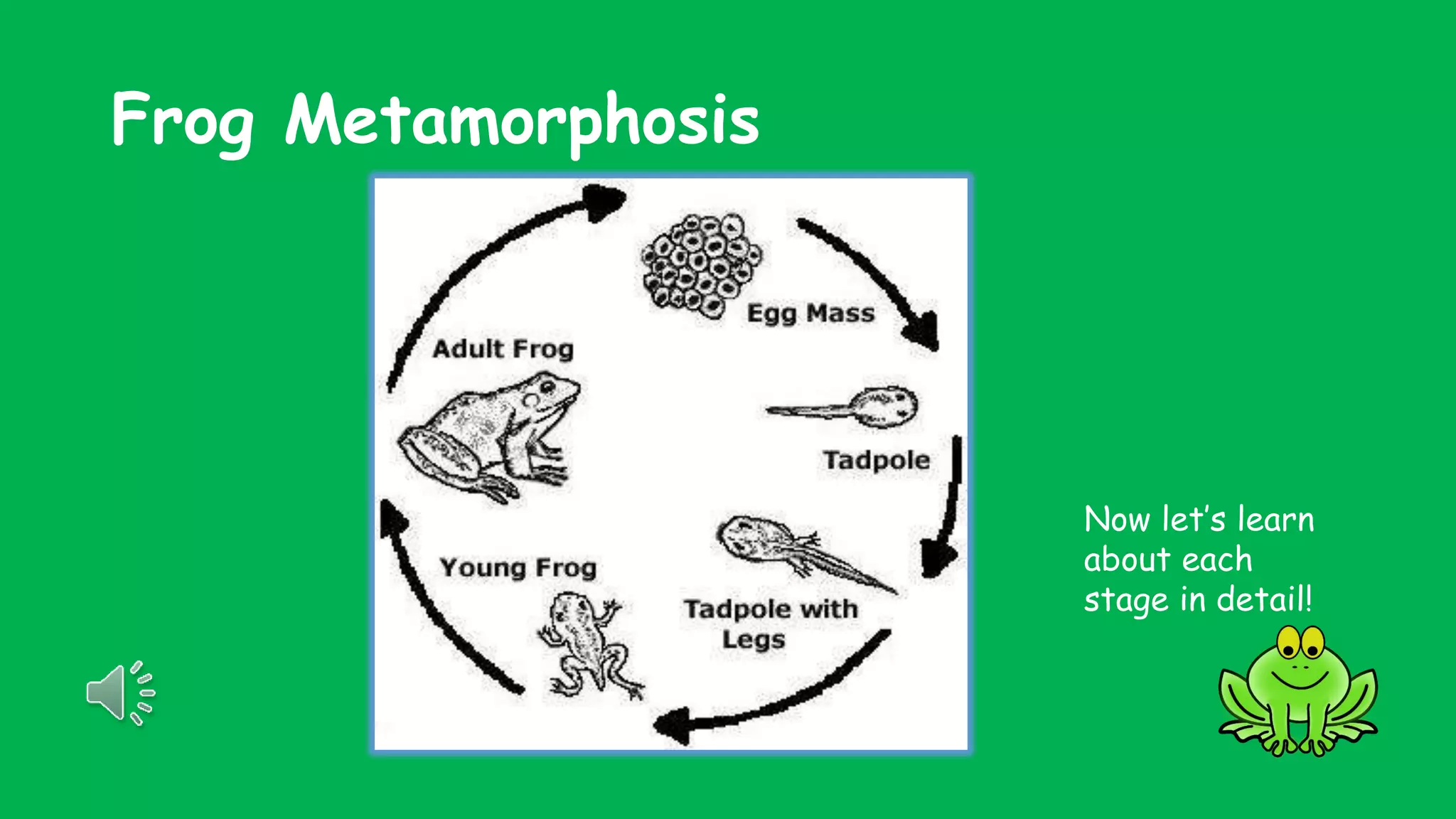 Frog Metamorphosis | PPTX