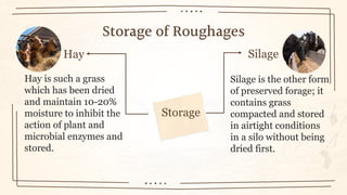 Productivity of Livestock | PPTX