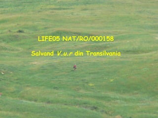 LIFE05 NAT/RO/000158 Salvand  V.u.r  din Transilvania 