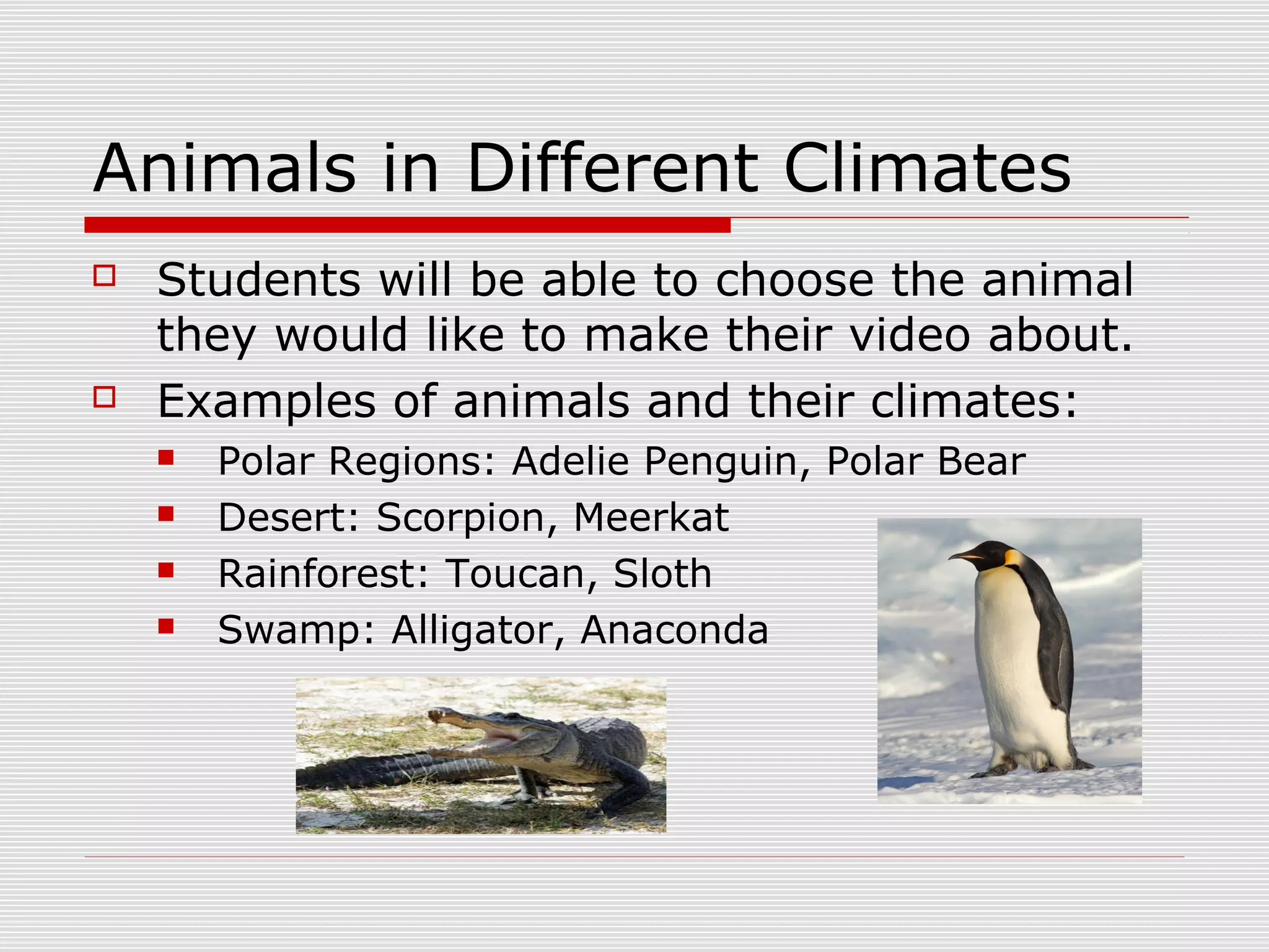 Animals in Different Climates
 Students will be able to choose the animal
they would like to make their video about.
 Examples of animals and their climates:
 Polar Regions: Adelie Penguin, Polar Bear
 Desert: Scorpion, Meerkat
 Rainforest: Toucan, Sloth
 Swamp: Alligator, Anaconda
 