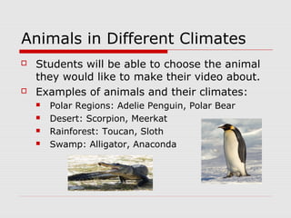Animals in Different Climates
 Students will be able to choose the animal
they would like to make their video about.
 Examples of animals and their climates:
 Polar Regions: Adelie Penguin, Polar Bear
 Desert: Scorpion, Meerkat
 Rainforest: Toucan, Sloth
 Swamp: Alligator, Anaconda
 