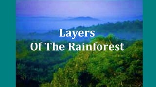 Layers
Of The Rainforest
 