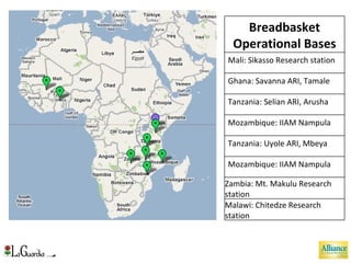 Breadbasket Operational Bases Mali: Sikasso Research station Ghana: Savanna ARI, Tamale Tanzania: Selian ARI, Arusha Mozambique: IIAM Nampula Tanzania: Uyole ARI, Mbeya Mozambique: IIAM Nampula Zambia: Mt. Makulu Research station Malawi: Chitedze Research station 