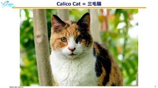 Okinawa Open Laboratory 5
Calico Cat = 三⽑猫
 