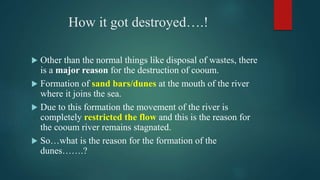 How it got destroyed….!
 Other than the normal things like disposal of wastes, there
is a major reason for the destruction of cooum.
 Formation of sand bars/dunes at the mouth of the river
where it joins the sea.
 Due to this formation the movement of the river is
completely restricted the flow and this is the reason for
the cooum river remains stagnated.
 So…what is the reason for the formation of the
dunes…….?
 