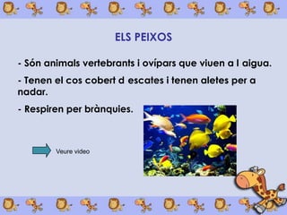 ELS PEIXOS

- Són animals vertebrants i ovípars que viuen a l aigua.
- Tenen el cos cobert d escates i tenen aletes per a
nadar.
- Respiren per brànquies.



        Veure video
 